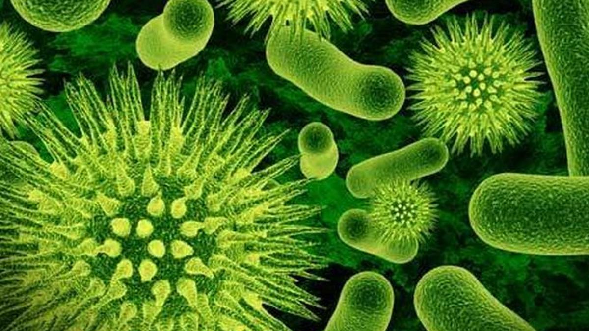 alerta in statele unite superbacteria rezistenta la antibiotice care a alarmat autoritatile