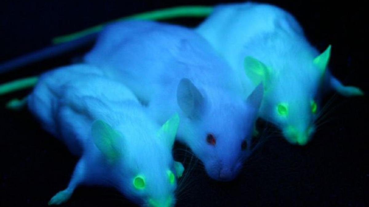 experiment unic in lume soareci identici obtinuti prin clonare de 26 de ori la rand