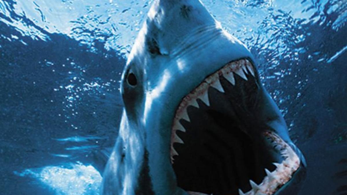 invazie de rechini in florida autoritatile au inchis deja o plaja