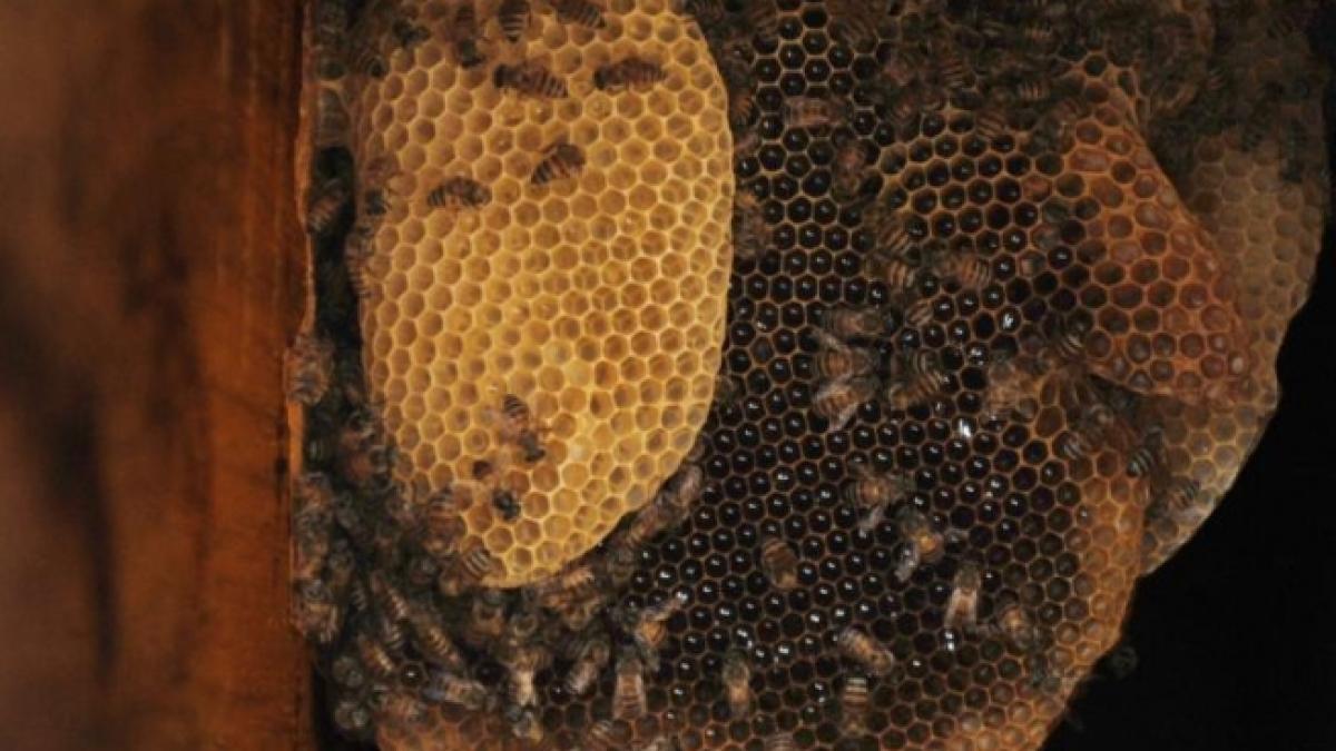 studiu anumite substante din veninul albinelor ar putea ucide virusul hiv