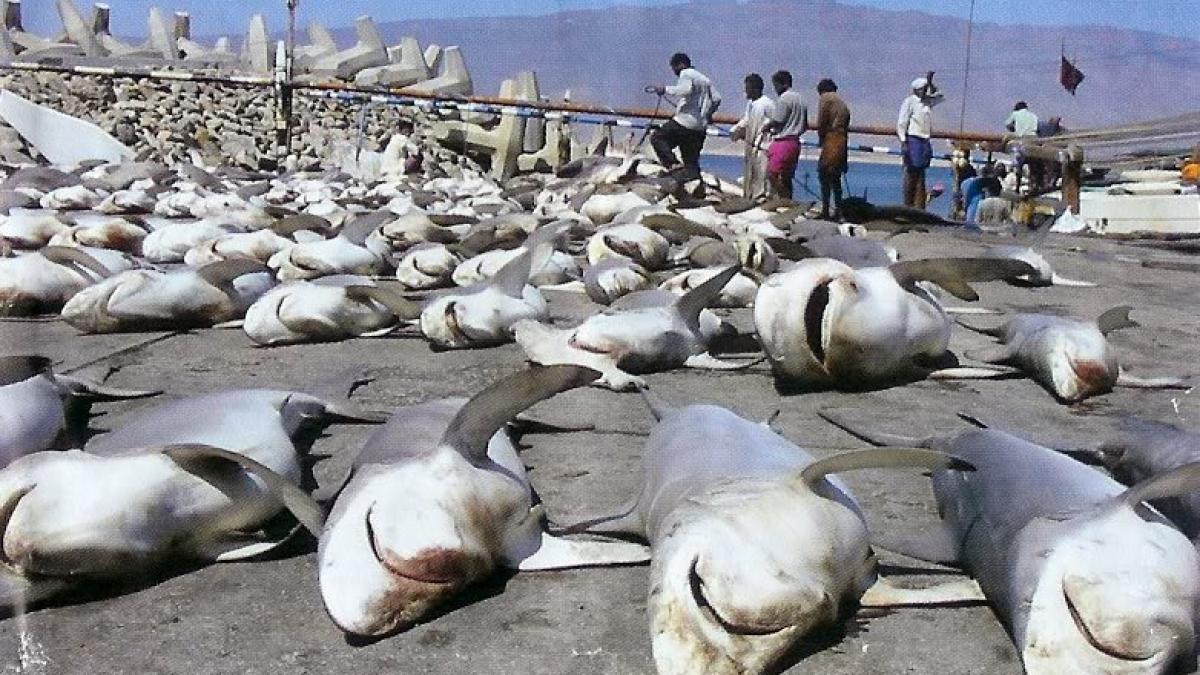 comertul cu inotatoare de rechin ar putea fi reglementat