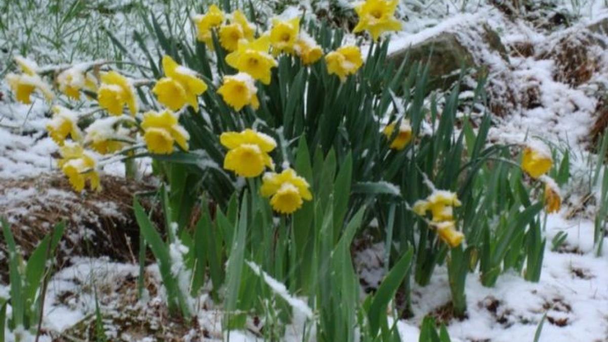 iarna la jumatatea lui martie ninsoare in week end dupa ce joi sunt asteptate 20 de grade