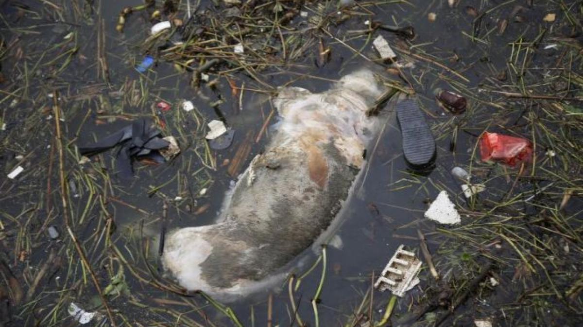 aproape 6 000 de porci morti gasiti in fluviul care curge prin shanghai