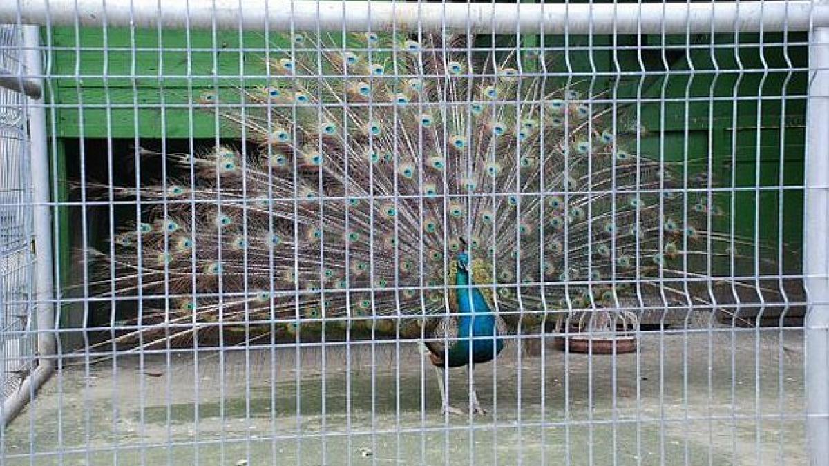 baronii locali pasiuni comune cu nutu camataru pasari exotice si animale salbatice tinute in custi