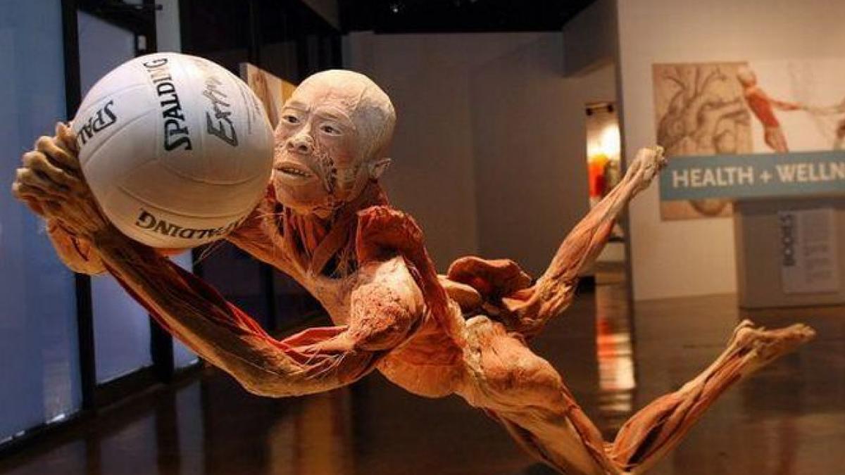 spectacol macabru sau metoda educativa controverse in jurul expozitiei the human body de la muzeul