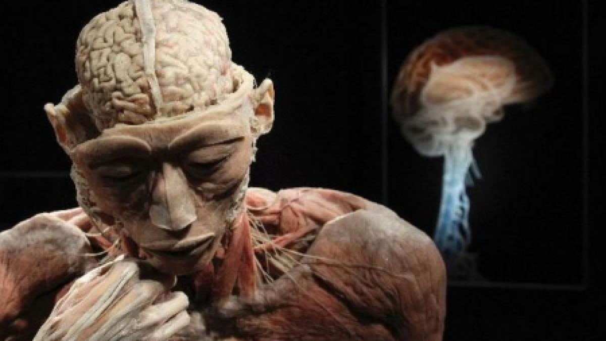 cum raspund organizatorii expozitiei the human body acuzatiilor primite