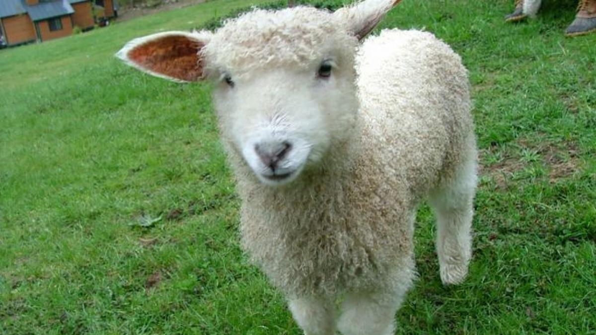 mielul se scumpeste de paste dar romanii sunt inventivi ce vor pune pe masa de sarbatoare