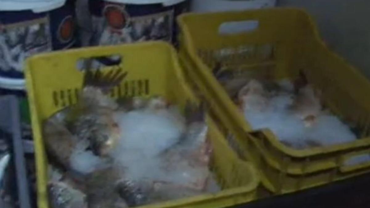 peste 100 de kilograme de peste stricat descoperite intr o piata din ploiesti