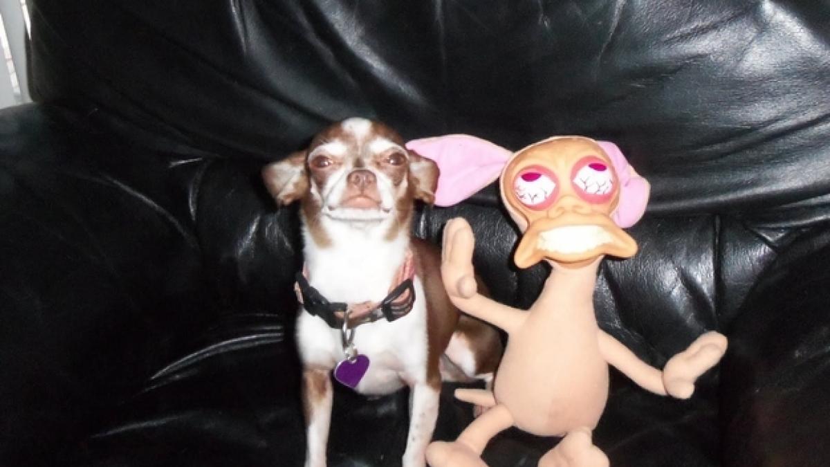 animale simpatice fata in fata cu dublurile lor vezi o galerie foto de exceptie