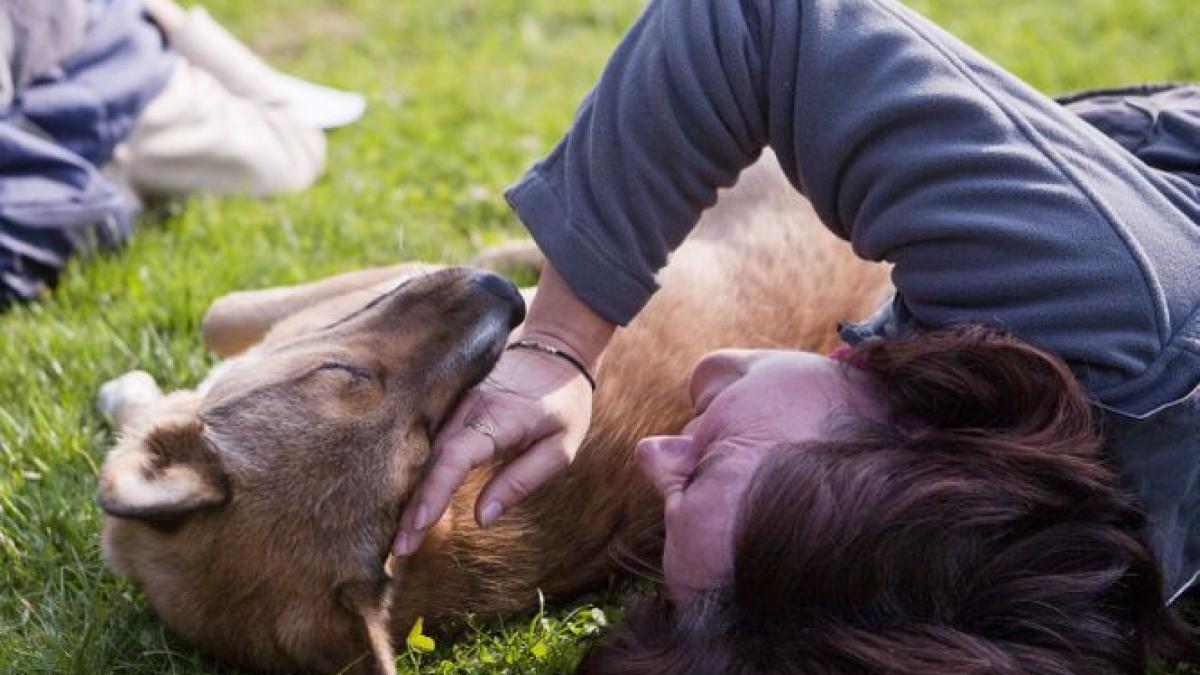 cei mai buni prieteni ai omului lasati intr o balta de sange chiar de veterinar cum se apara