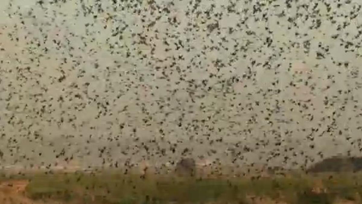 fermierii din israel au cazut la pace cu pasarile migratoare