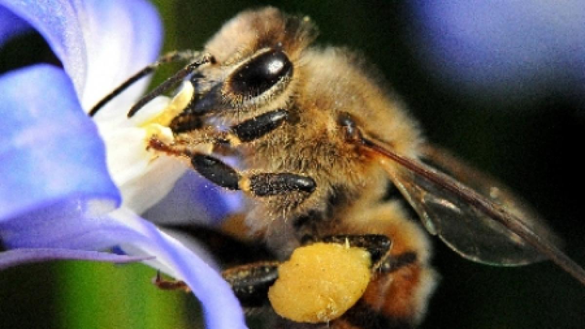 ue nu a reusit interzicerea pesticidelor pentru protejarea albinelor