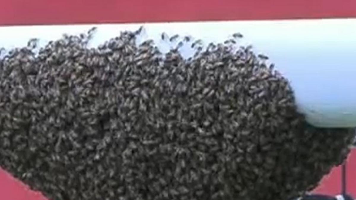 1 0 pentru albine vezi imagini incredibile surprinse la un meci din brazilia