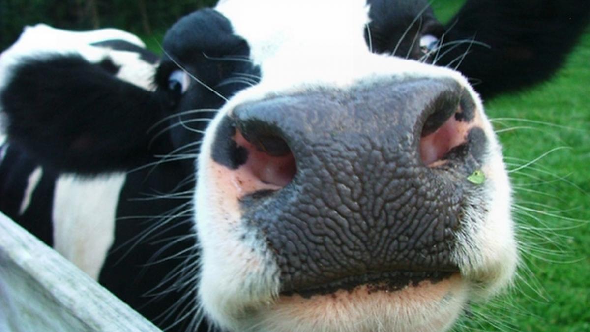 criza laptelui la un pas de a ucide animalele