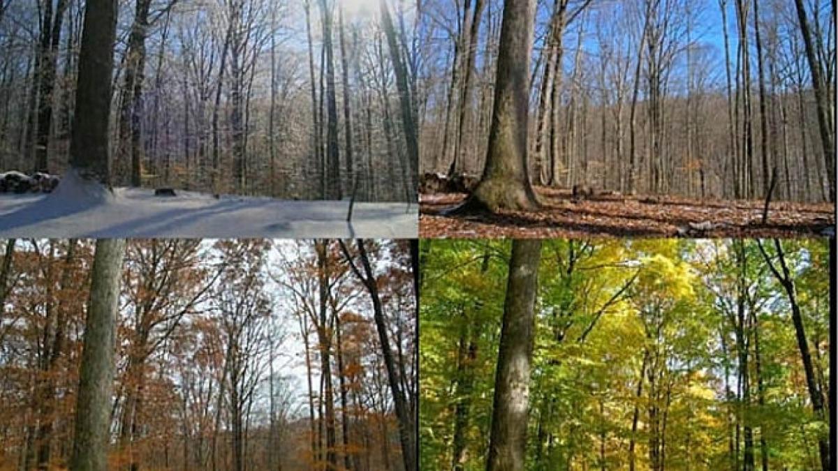 spendoarea naturii te va uimi iata 15 luni din viata unei paduri concentrate intr un clip de 3