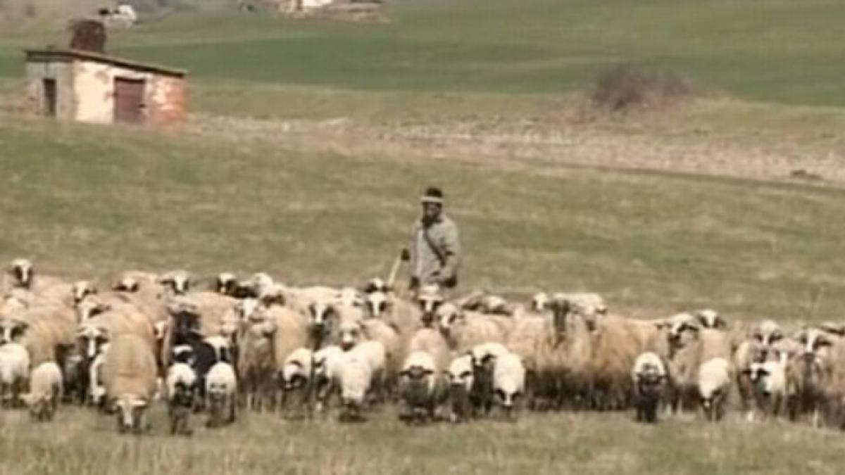 mai multi bani pentru fermieri crescatorii de ovine vor primi un ajutor suplimentar de 4 5 euro
