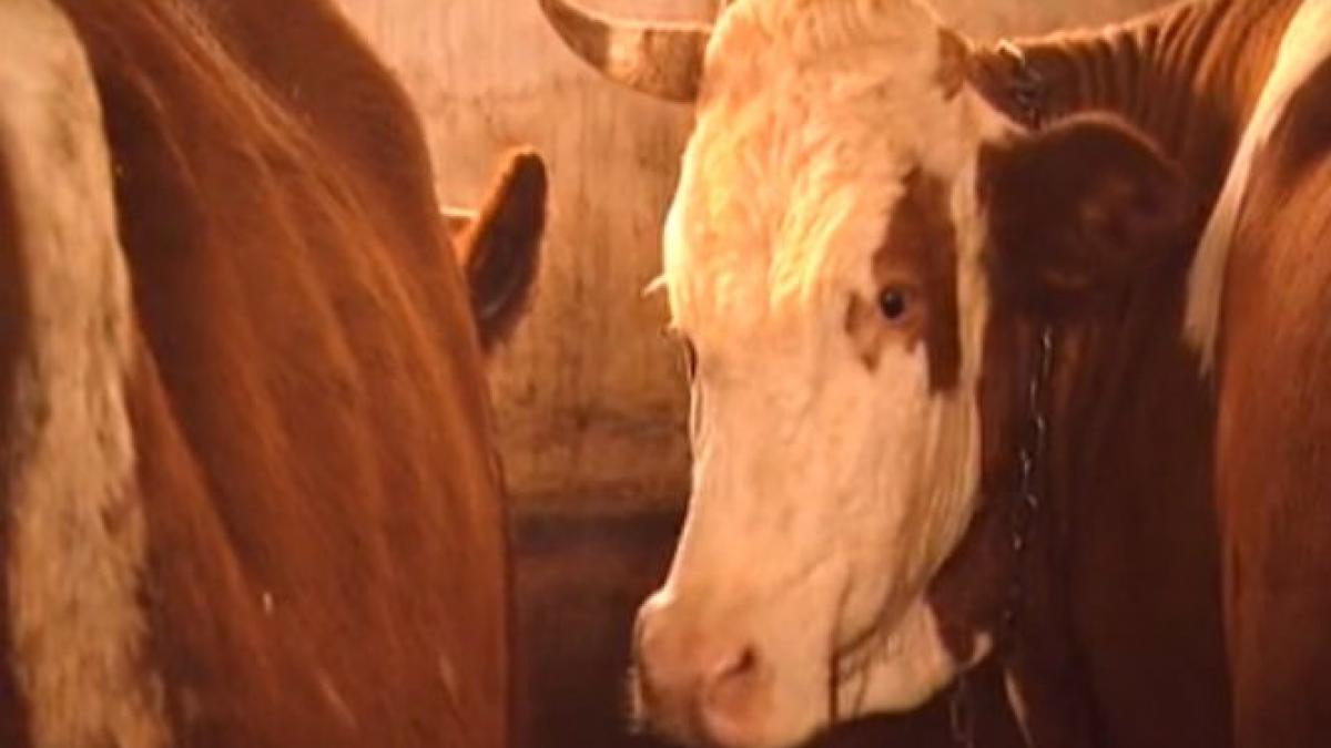 sistemul contraataca urmarile neasteptate ale anchetei despre animale indopate cu medicamente