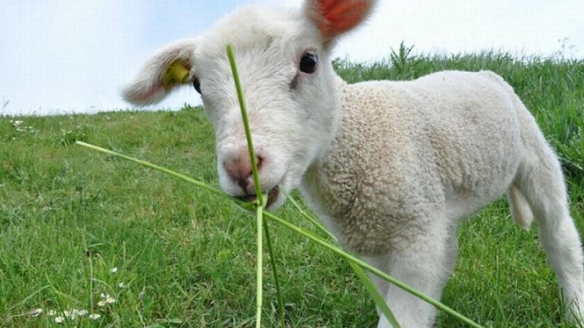 mielul romanesc ajunge pe mesele strainilor piata de export este mai profitabila