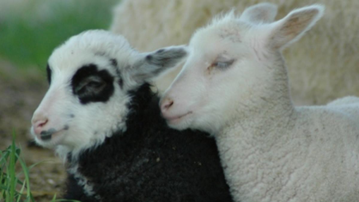 mieii pierd teren la export crescatorii spera ca macar in preajma pastelui sa recupereze din