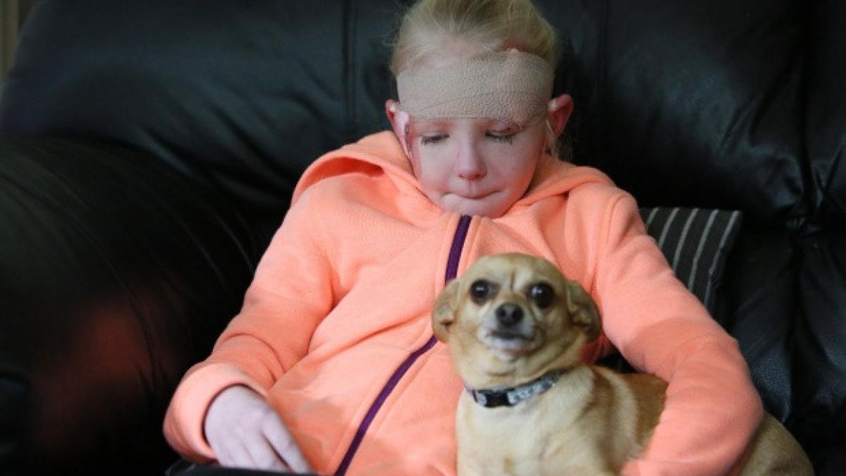 acum traieste datorita catelusei sale chihuahua a fost atacata de un pittbull si era la un pas de a