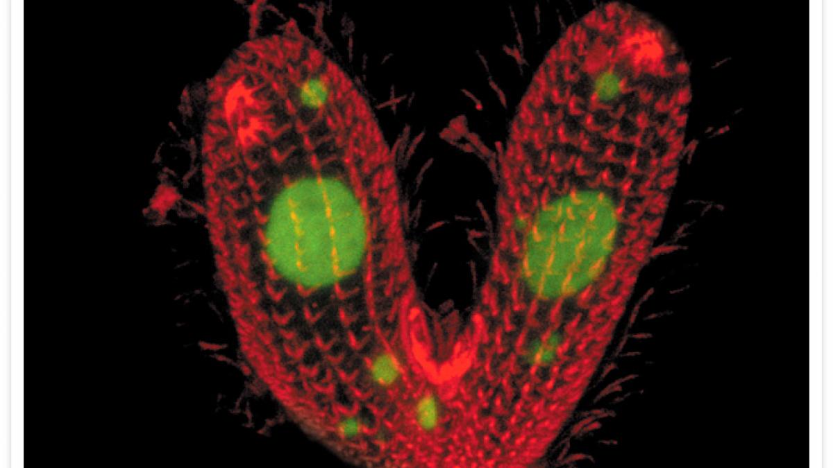 este incredibil are 7 sexe oamenii de stiinta sunt uimiti