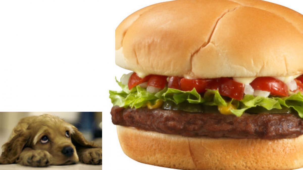 nici o zi fara scandal alimentar carne de caine gasita in mancarea fast food din marea britanie