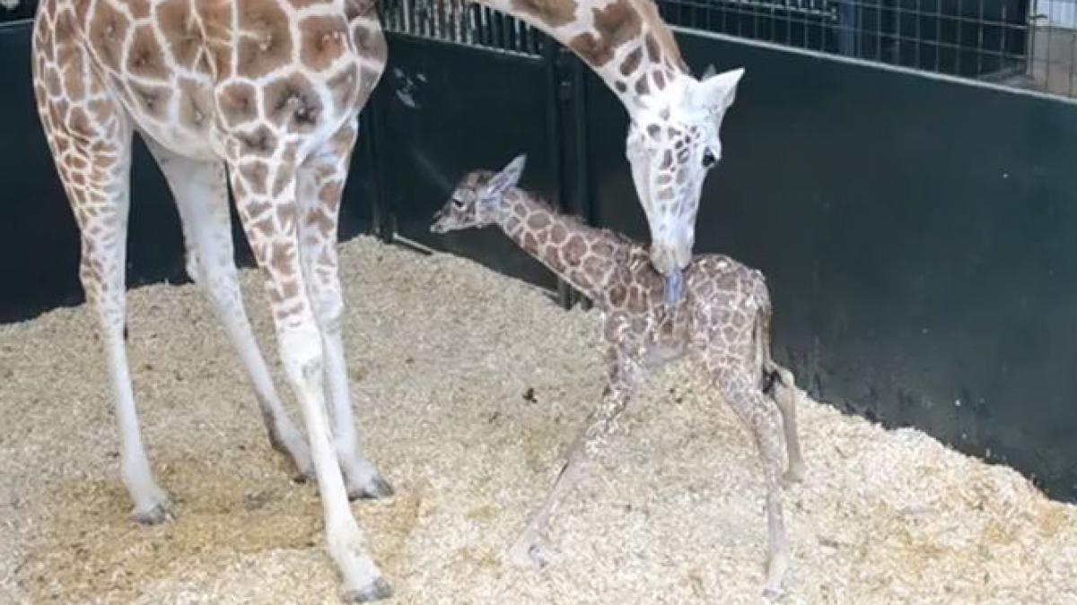 vezi cum paseste pentru prima data un pui de girafa