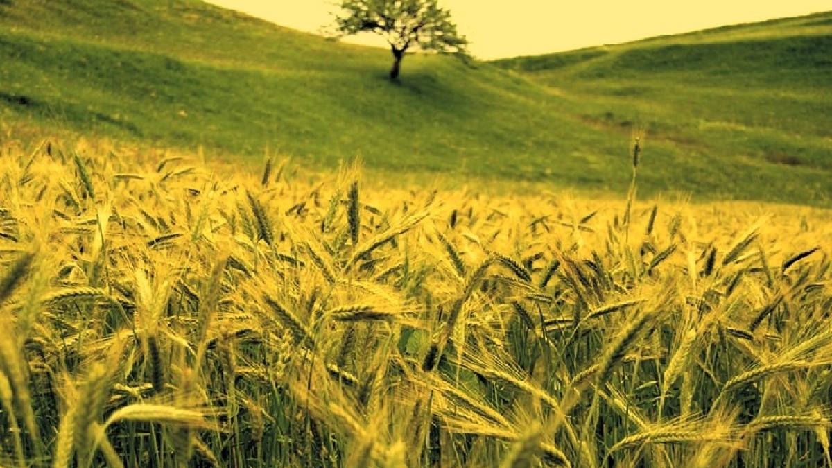 candva granarul europei romania a ajuns pe ultimul loc din ue la productia de grau si porumb