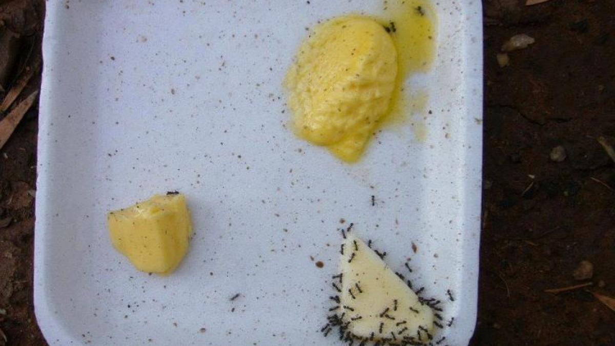 testul simplu care iti arata cat de nociva hrana pe care o mananci furnicile reactioneaza imediat