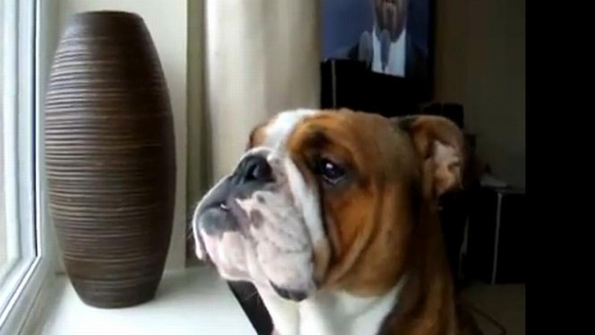 el e cel mai mare fan al lui luciano pavarotti vezi cu cat patos canta