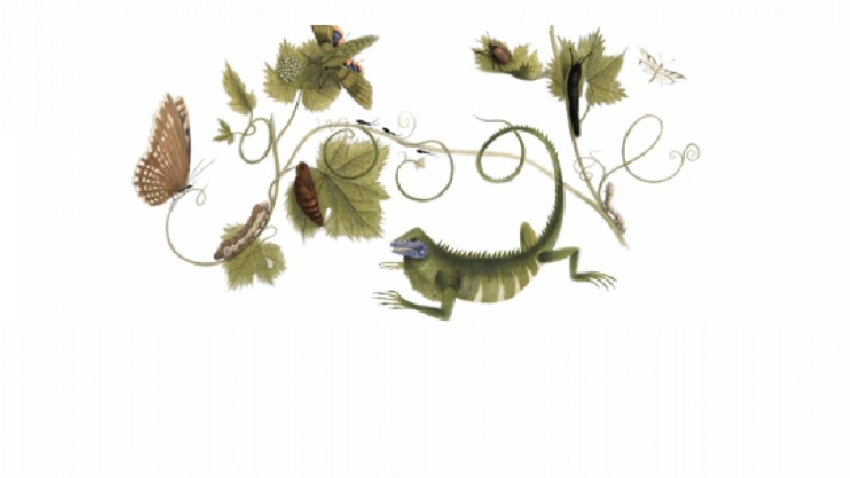 botanista maria sibylla merian sarbatorita de google printr un logo special