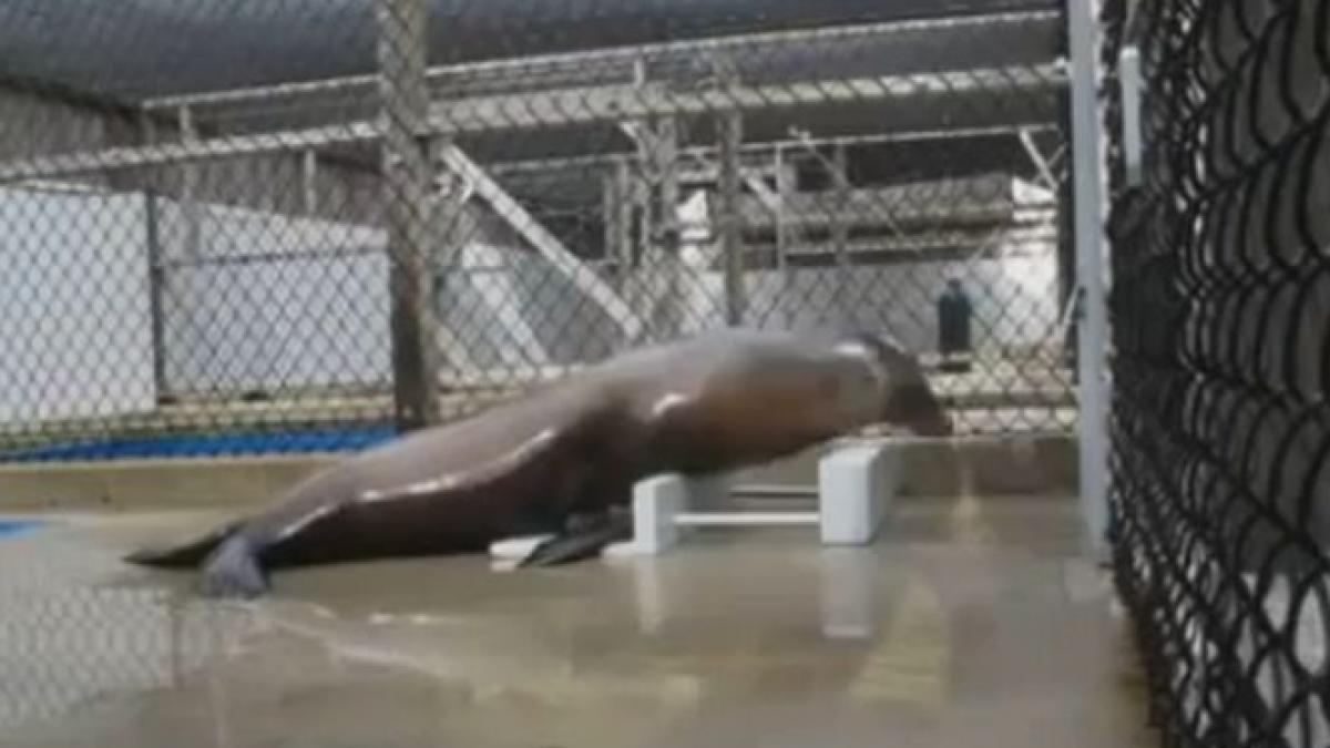 ronan primul mamifer marin din lume care danseaza vezi cum tine ritmul unui cantec