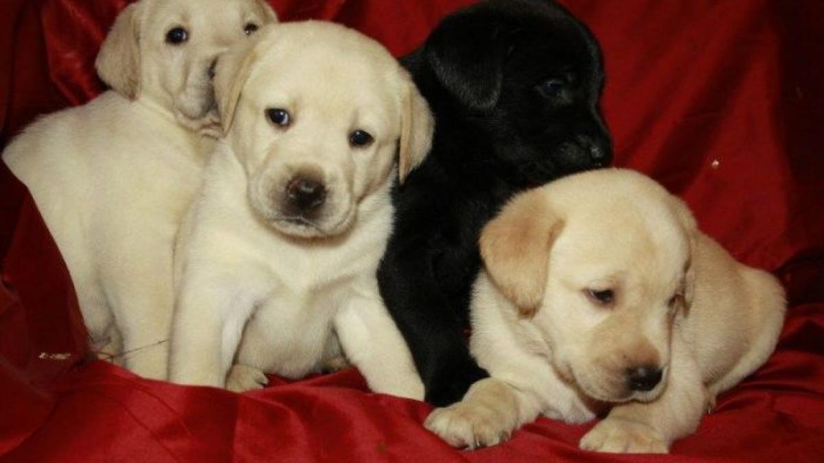 sunt atat de simpatici in poza asta dar stai sa vezi ce au facut in casa stapanul si a pus mainile