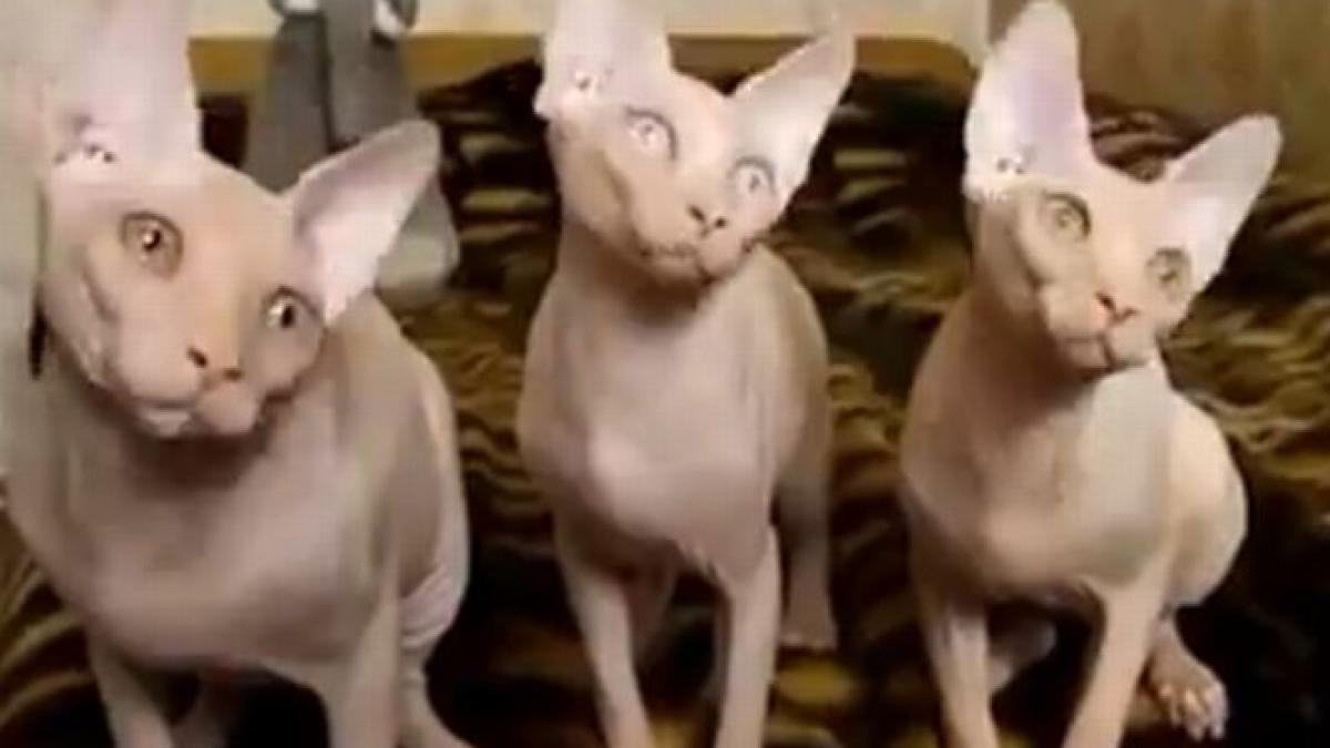 trei pisici cu ureche muzicala vezi un spectacol pe cinste