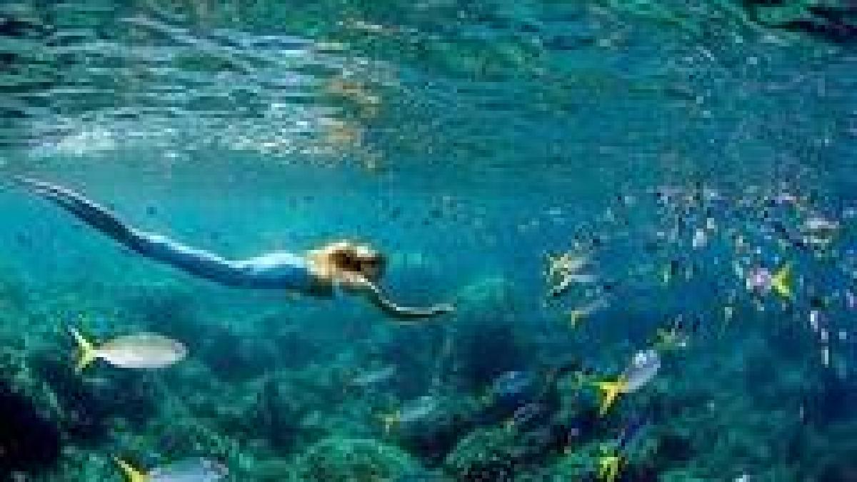 de profesie sirena cu norma intreaga isi tine respiratia sub apa 5 minute