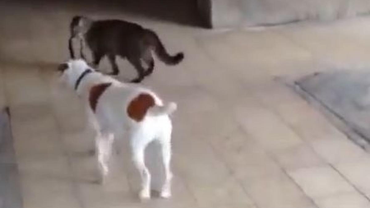 dusmanii au facut pace iata cum o pisica plimba un caine in lesa