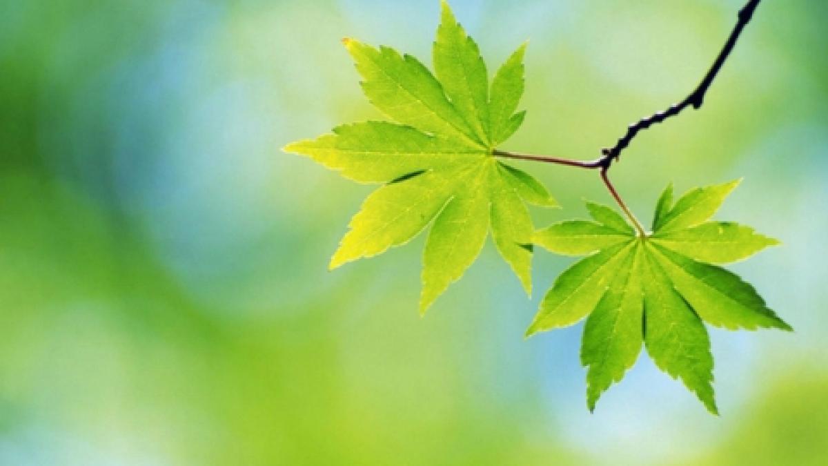 prognoza meteo ce temperaturi vor fi in acest week end