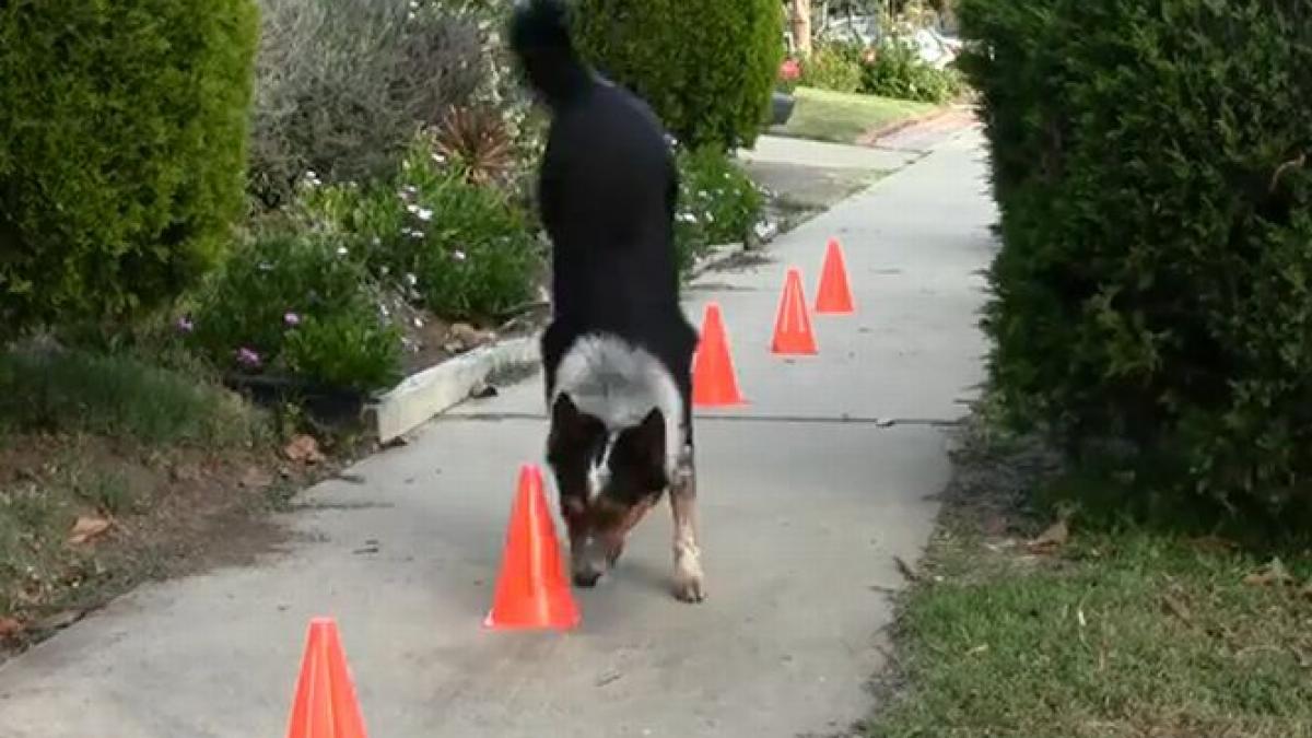 patrupedul cascador face furori vezi cele mai tari trucuri ale sale