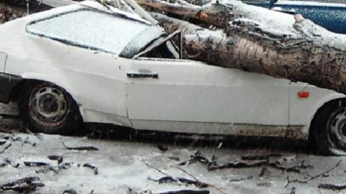 un copac batran a cazut peste patru masini din resita proprietarii cer despagubiri