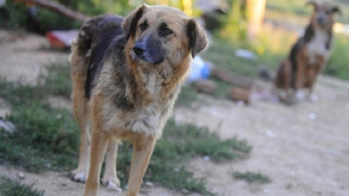 capitala isi sterilizeaza cainii maidanezi programul incepe in mai putin de o luna