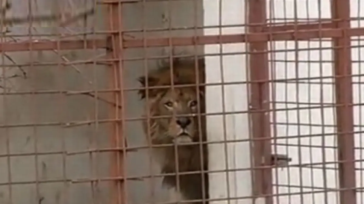 nutu camataru nu a acceptat ca leii pe care i a avut sa fie trimisi in africa