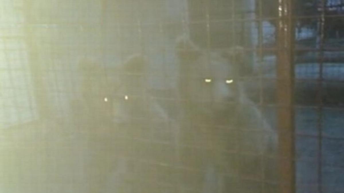 udrea vedeta la zoo unul din ursii lui nutu camataru a fost botezat de copii