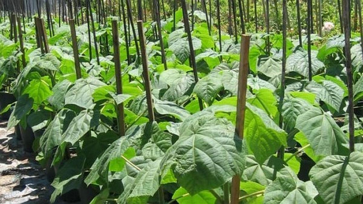 adio porumb grau sau floarea soarelui agricultorii din botosani s au pus pe cultivat plante exotice