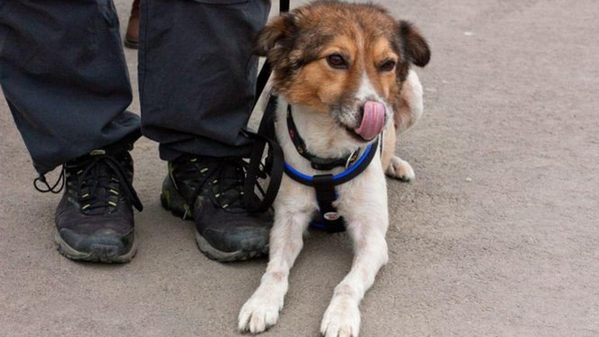 impozit pe caini cand statul nu mai are ce taxe sa ia pune bir pe animale