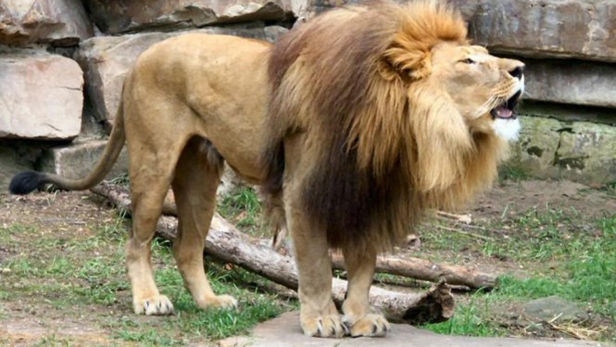 o fata a fost muscata de leu la gradina zoologica din radauti