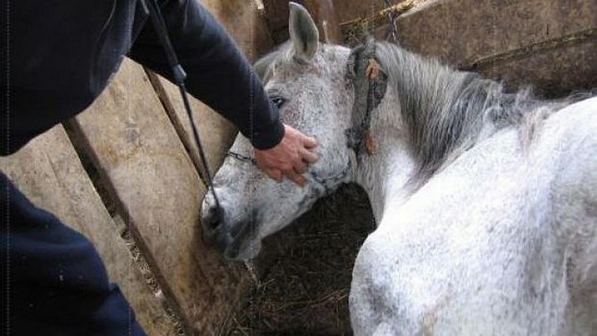 comertul cu cai un act de tortura animalele sunt biciuite pana la sange apoi sunt fortate sa care