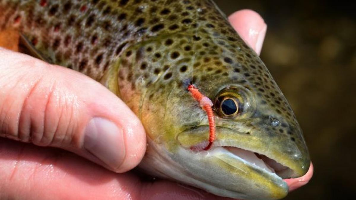 pesti proaspeti plini cu viermi pe tarabele din capitala