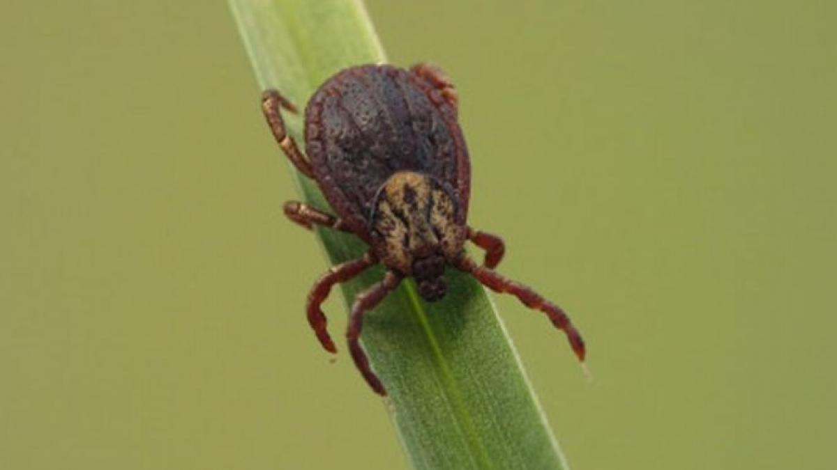 isteria capuselor a revenit odata cu vremea buna zeci de oameni au ajuns la spital