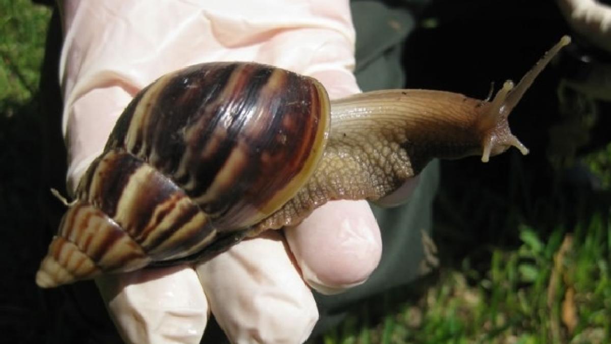 pot atinge marimea unui sobolan invazie de melci uriasi in florida