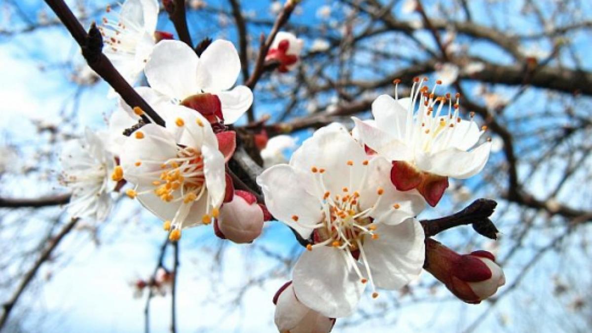 vreme frumoasa si calda in cea mai mare parte a tarii vezi prognoza meteo